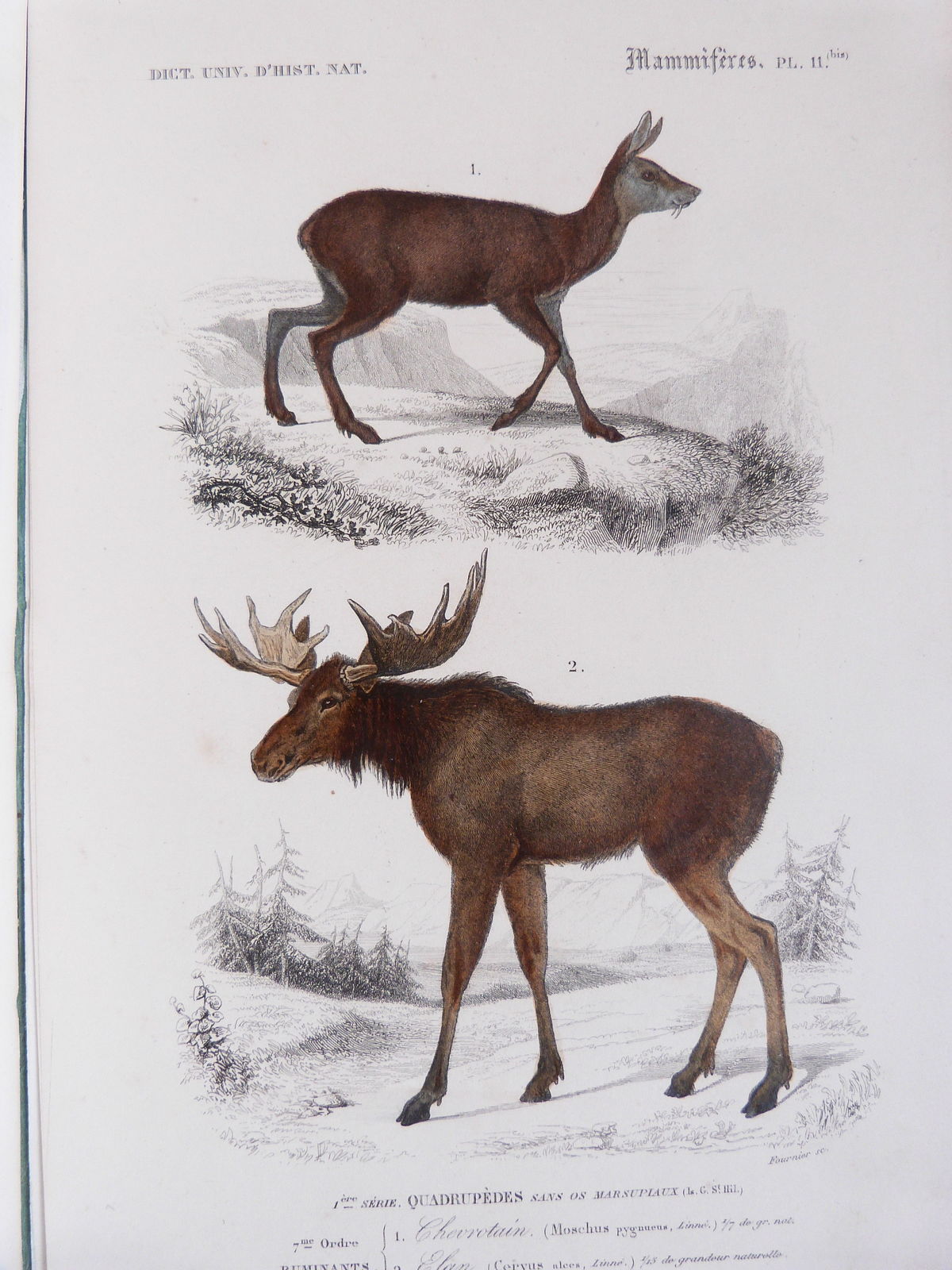 Dictionnaire universel d'histoire naturelle