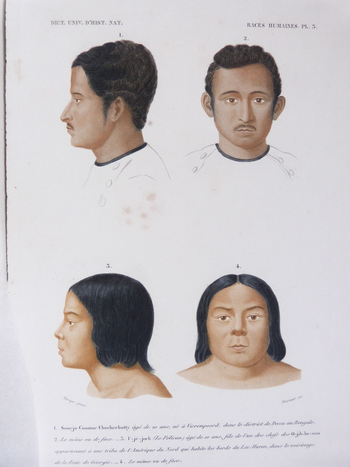 Dictionnaire universel d'histoire naturelle