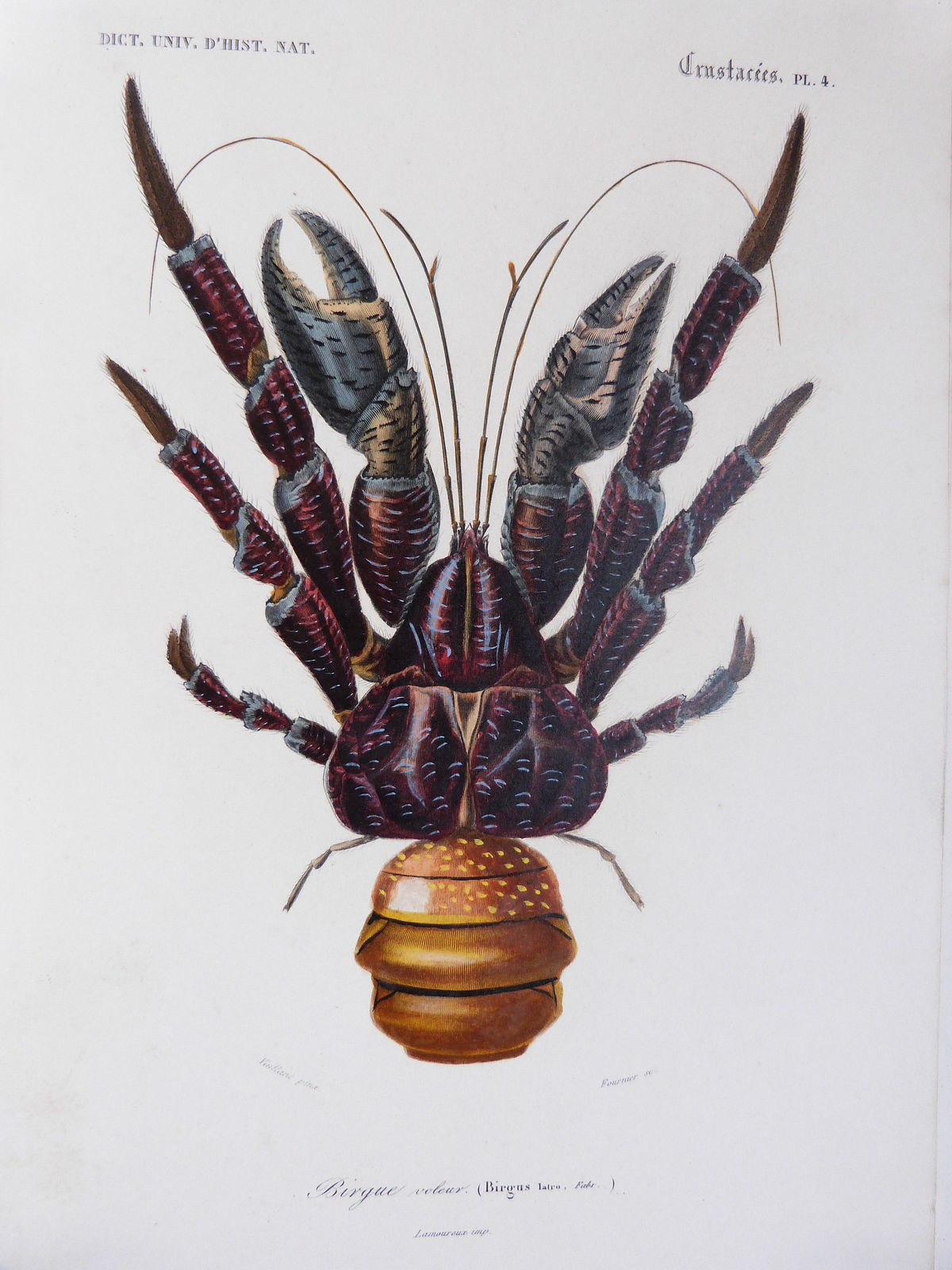 Dictionnaire universel d'histoire naturelle